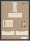 Navicula sp. (de-Toni-Nr.: Genus 1) Zeichnungen Sammlung Grunow Nr. 1574 (NHMW-BOT-W0368104)